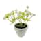 Assorted Micro Plant, 1pc. by Ashland®